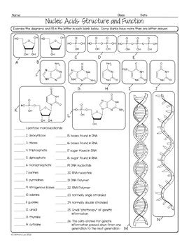 15 Best Images of Nucleic Acids Worksheet - Nucleic Acids Worksheet